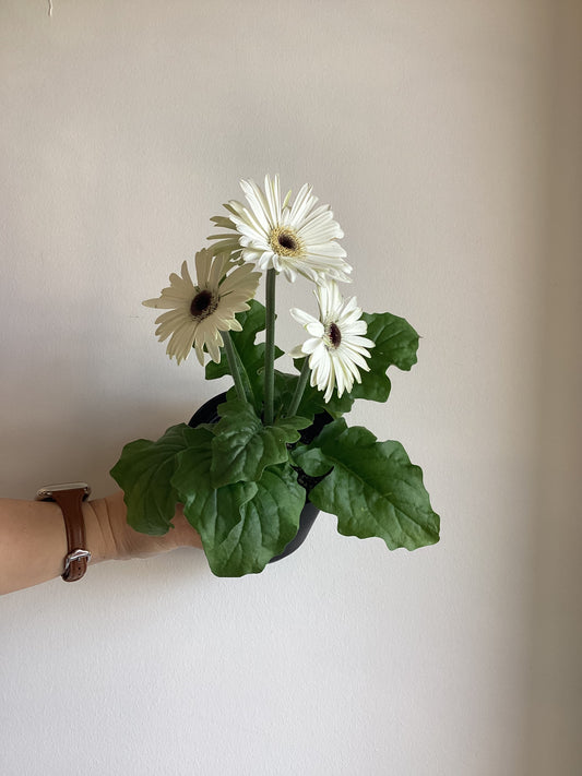 Gerbera Daisy Plant