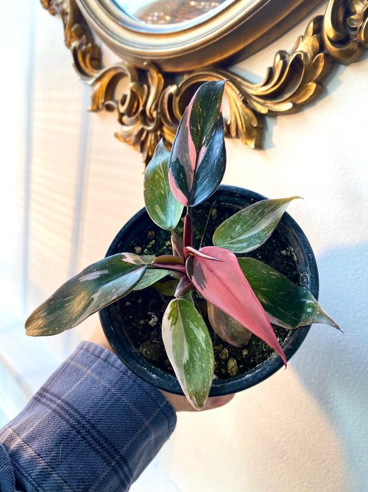 Philodendron Pink Princess