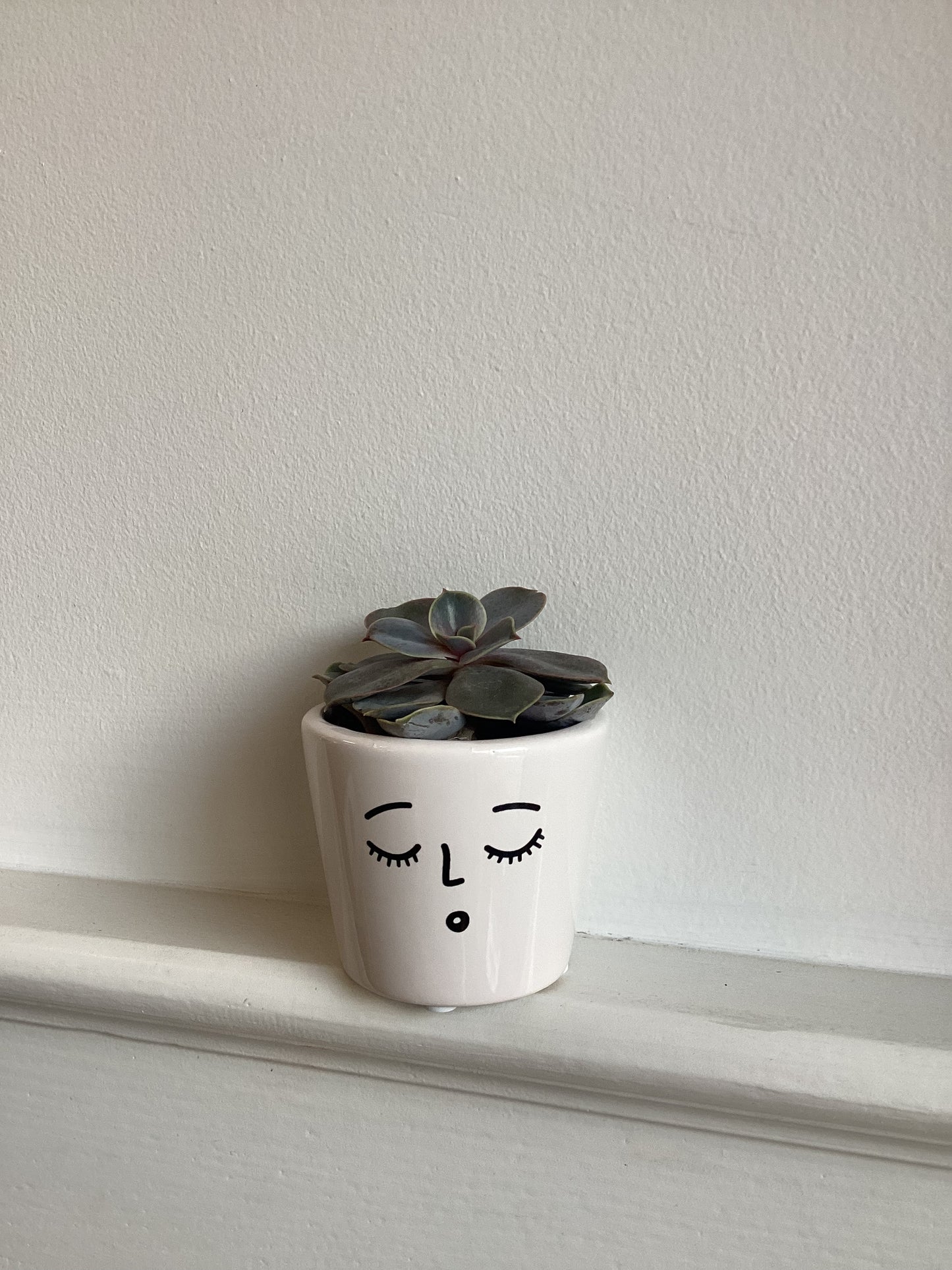 Rolf succulent pot