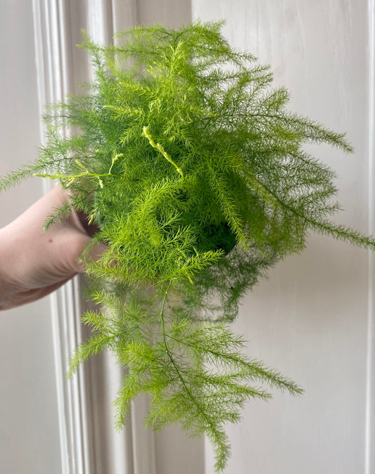 Asparagus Fern