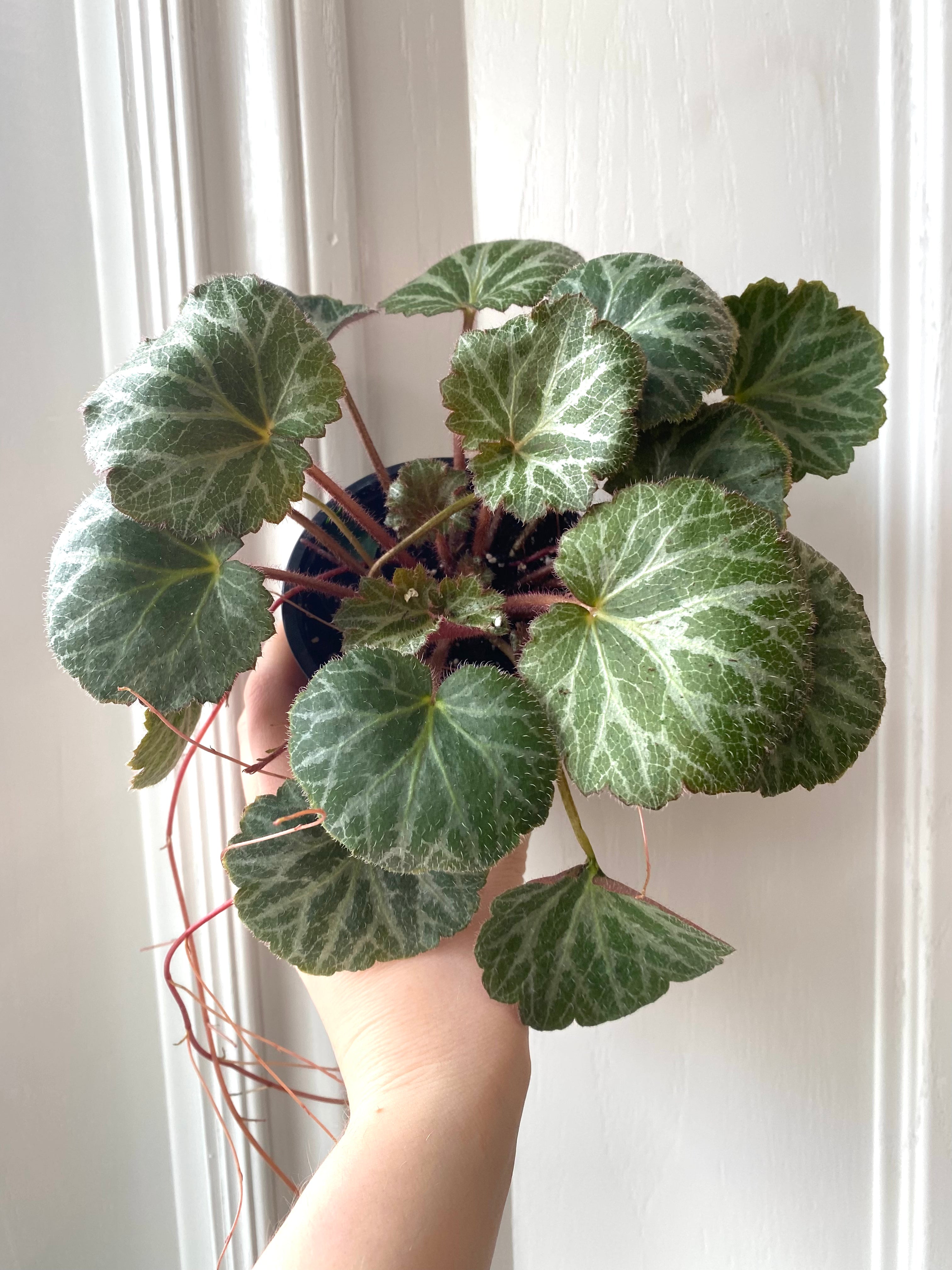 Begonia Strawberry – Thorn & Petal Florist