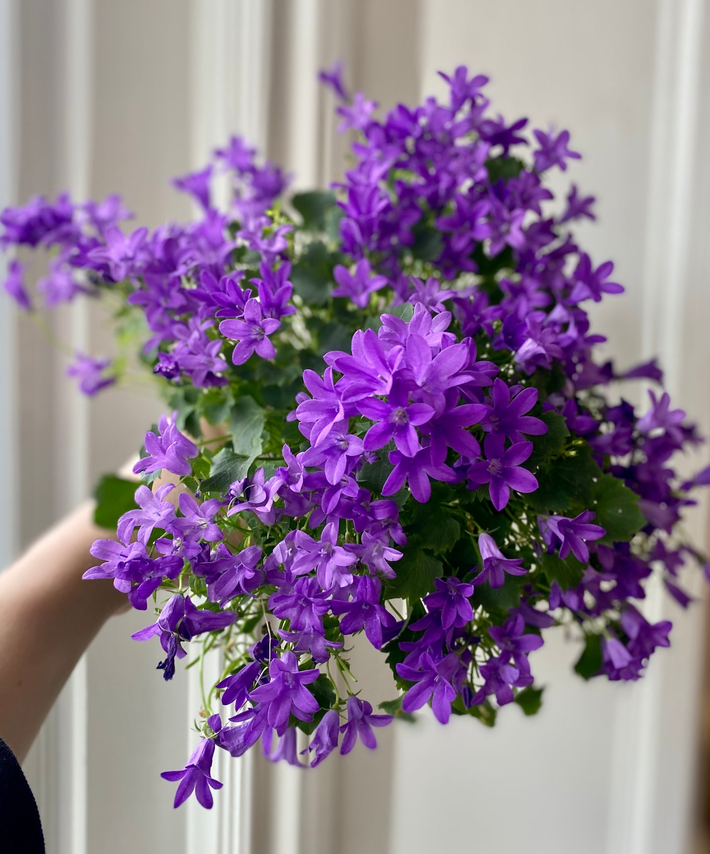 Campanula