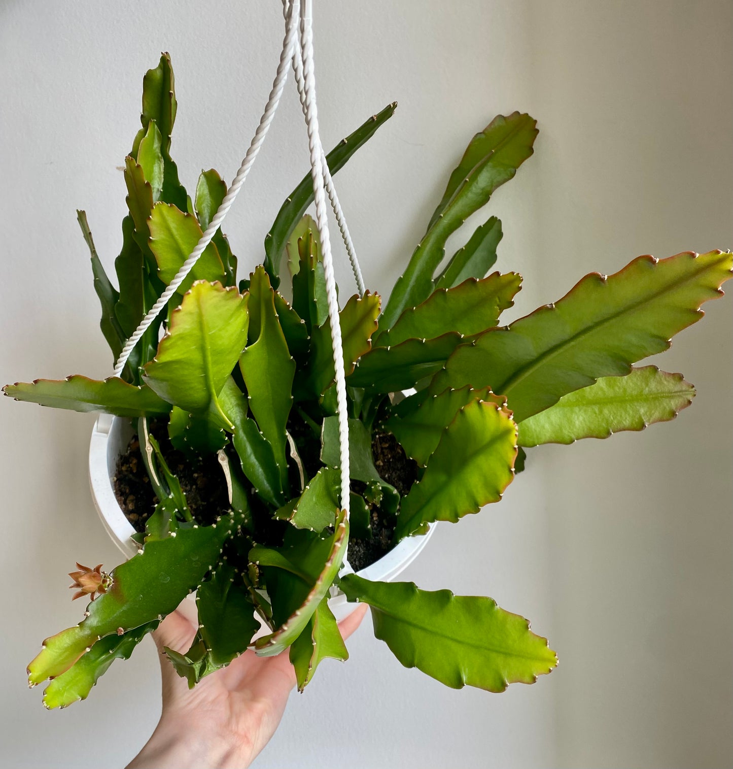 Orchid Cactus Hanging Basket