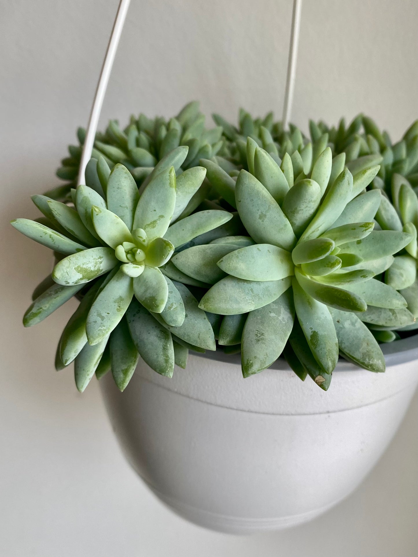 Echeveria Succulent Hanging Basket