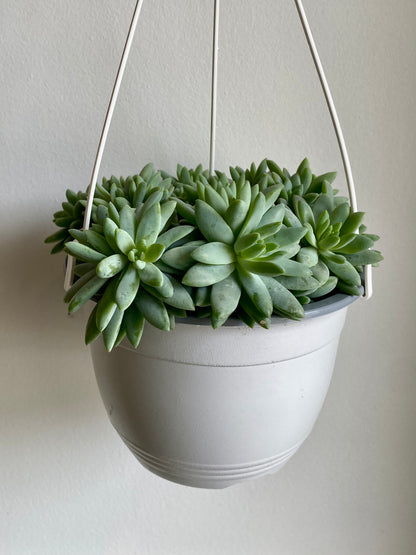 Echeveria Succulent Hanging Basket