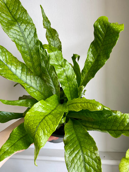 Crocodile Fern