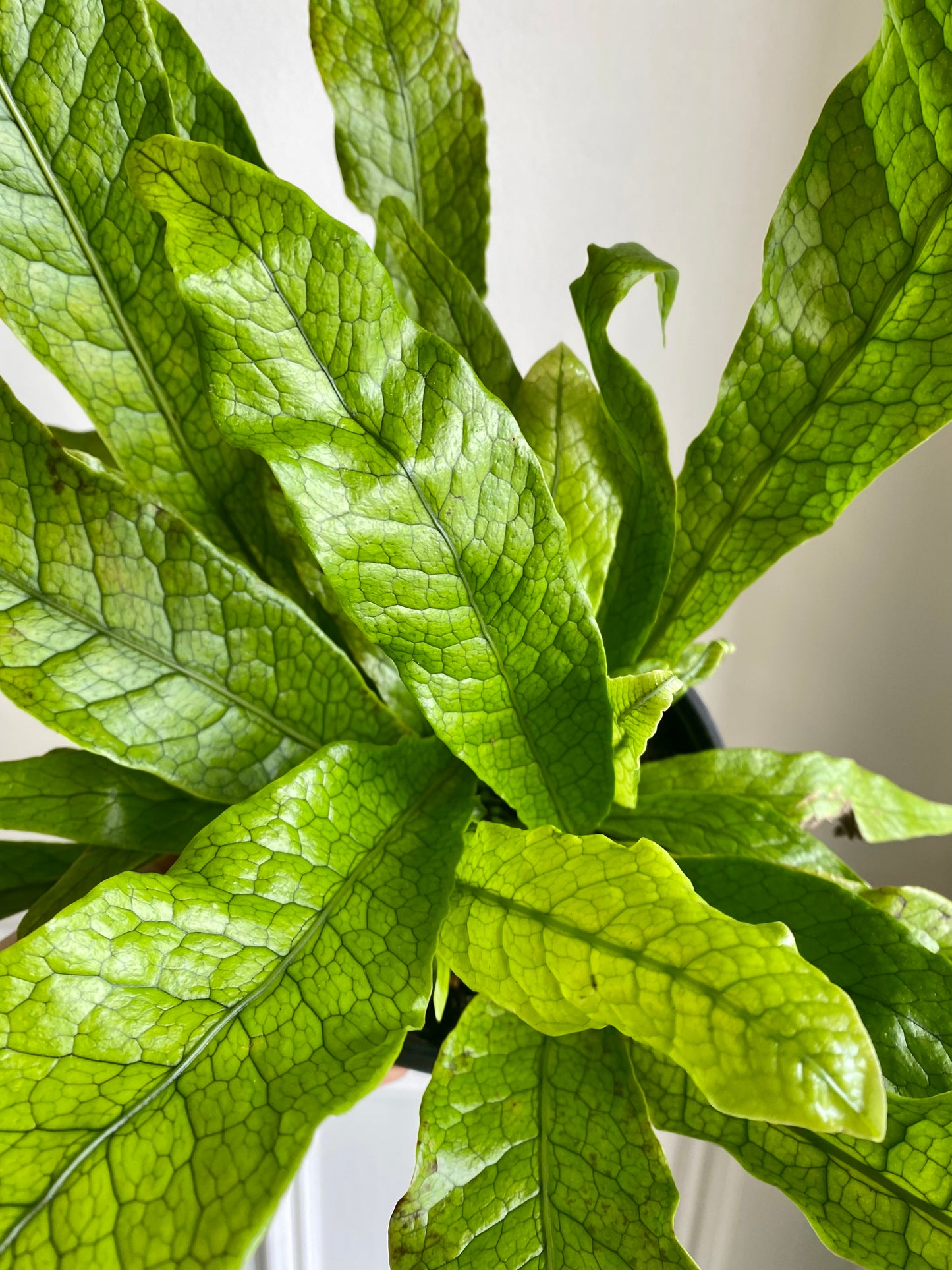 Crocodile Fern