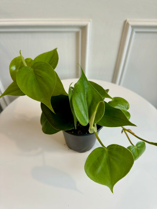 Philodendron Cordatum