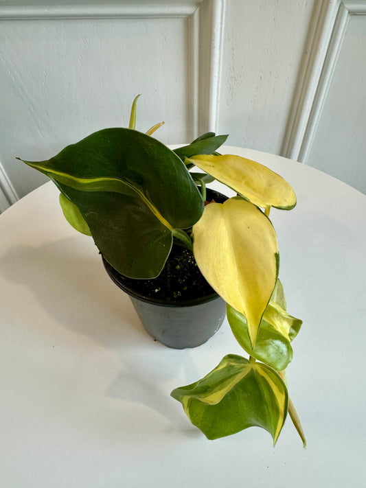 Philodendron Brazil