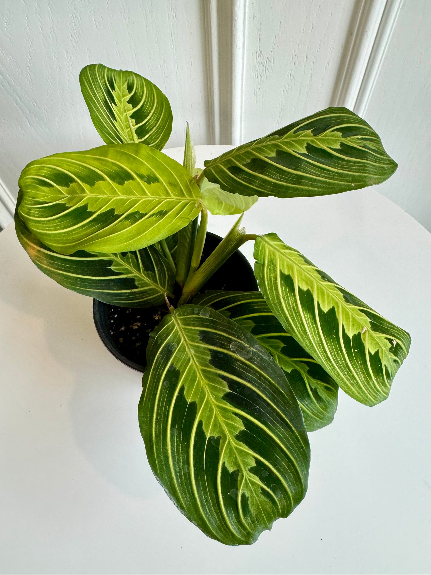 Marantha (Prayer Plant)