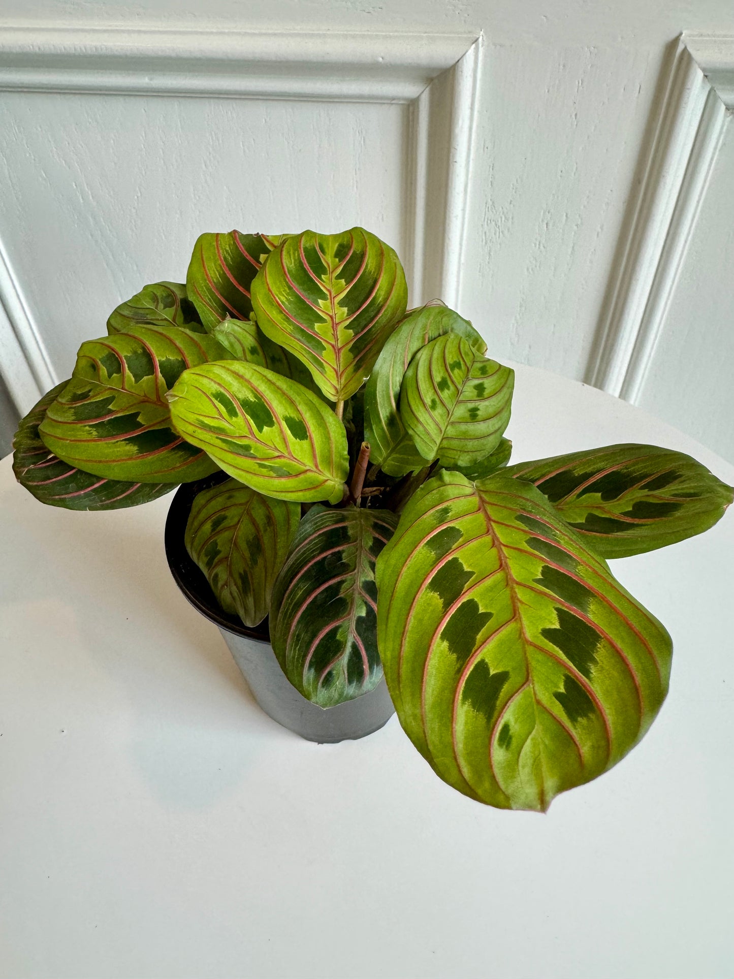 Marantha (Prayer Plant)