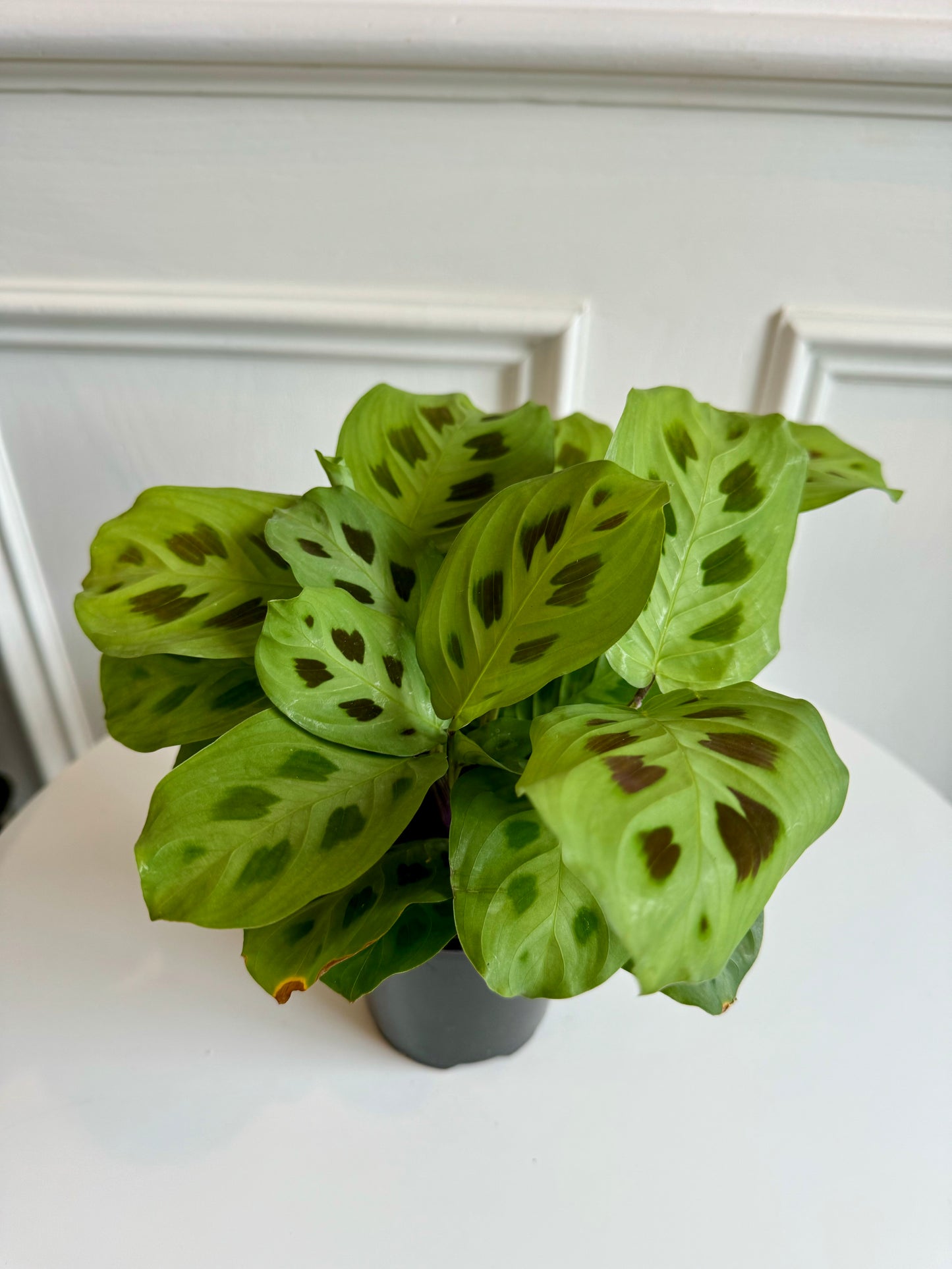 Marantha (Prayer Plant)