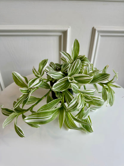 Tradescantia