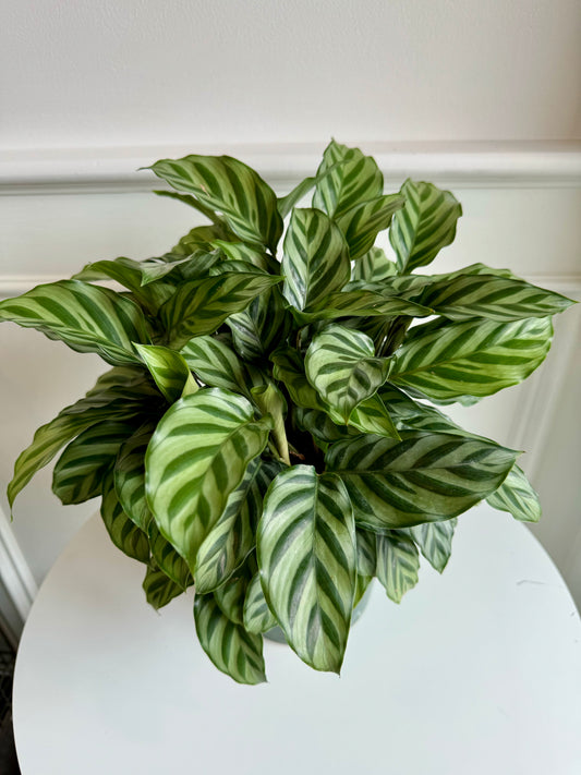 Calathea