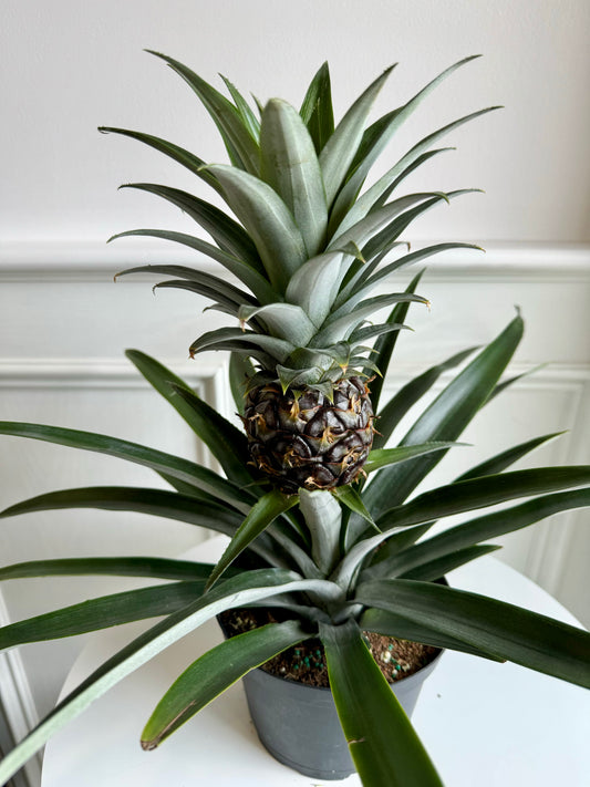 Pineapple Plant