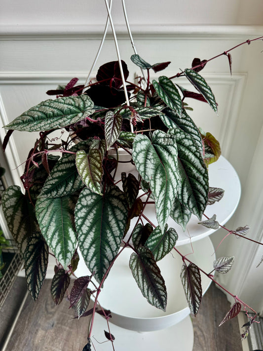 Begonia Vine Hanging Basket