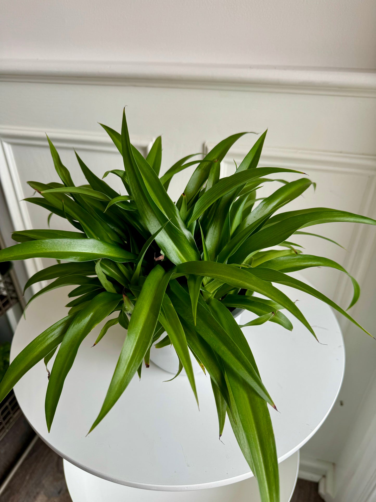 Spider Plant