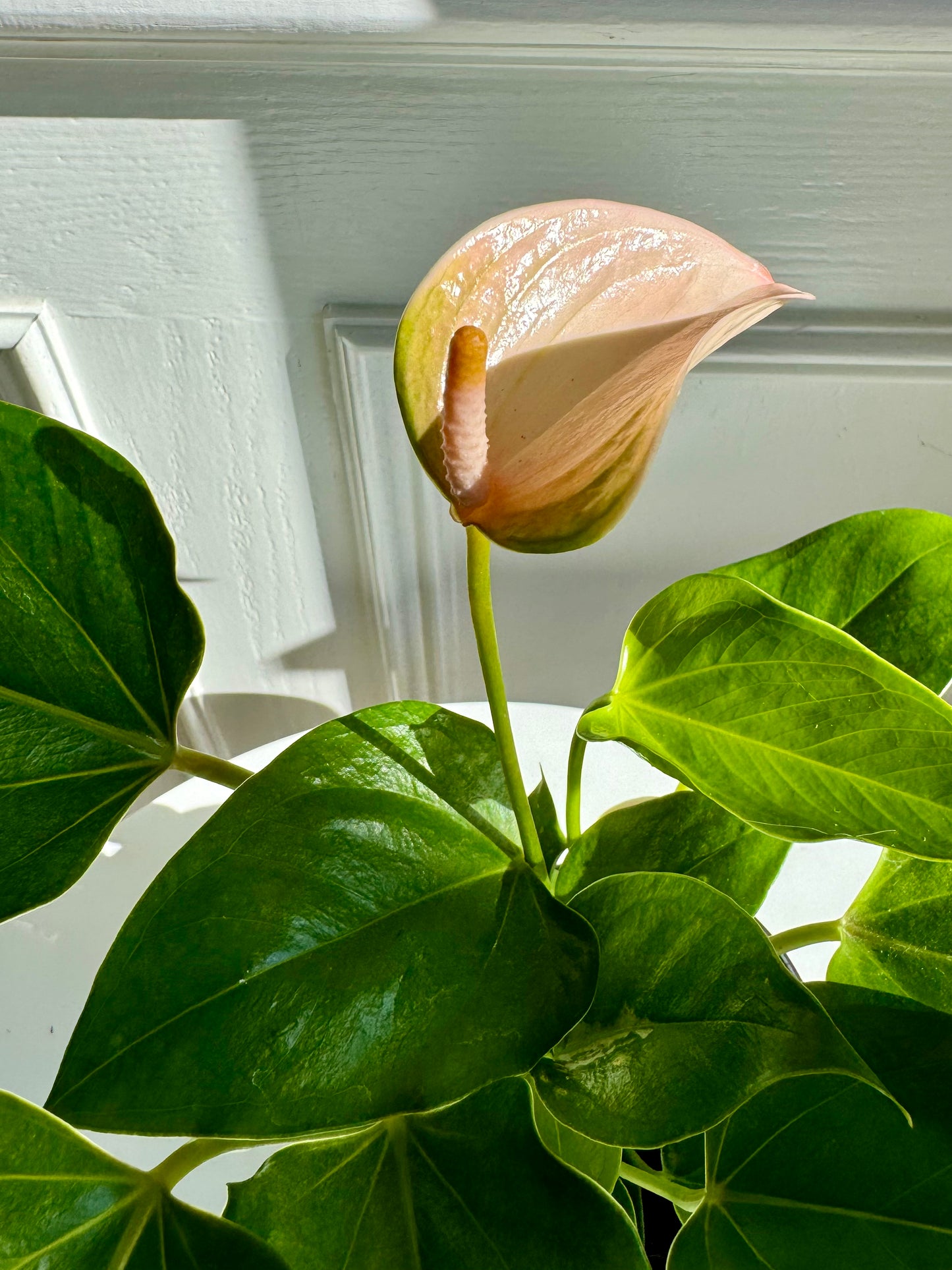 Anthurium