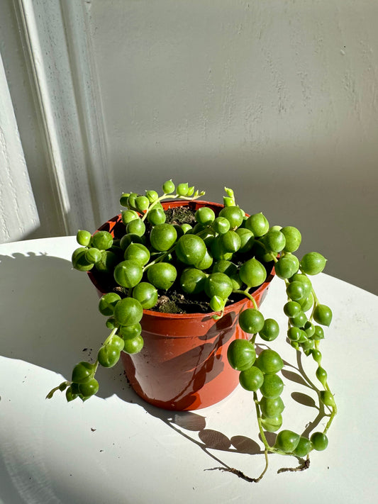 String of Pearls