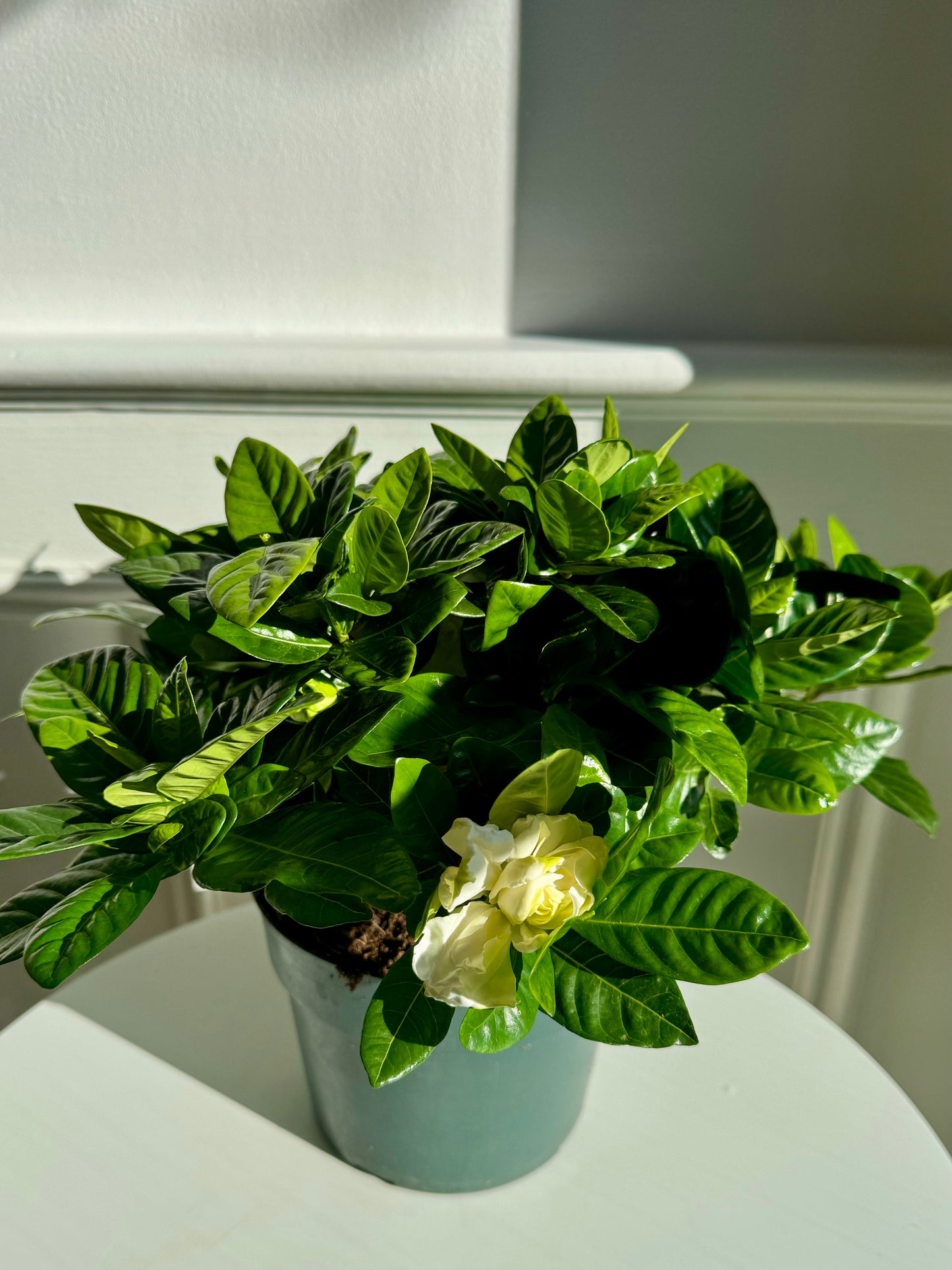 Gardenia Bush