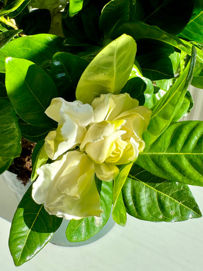 Gardenia Bush