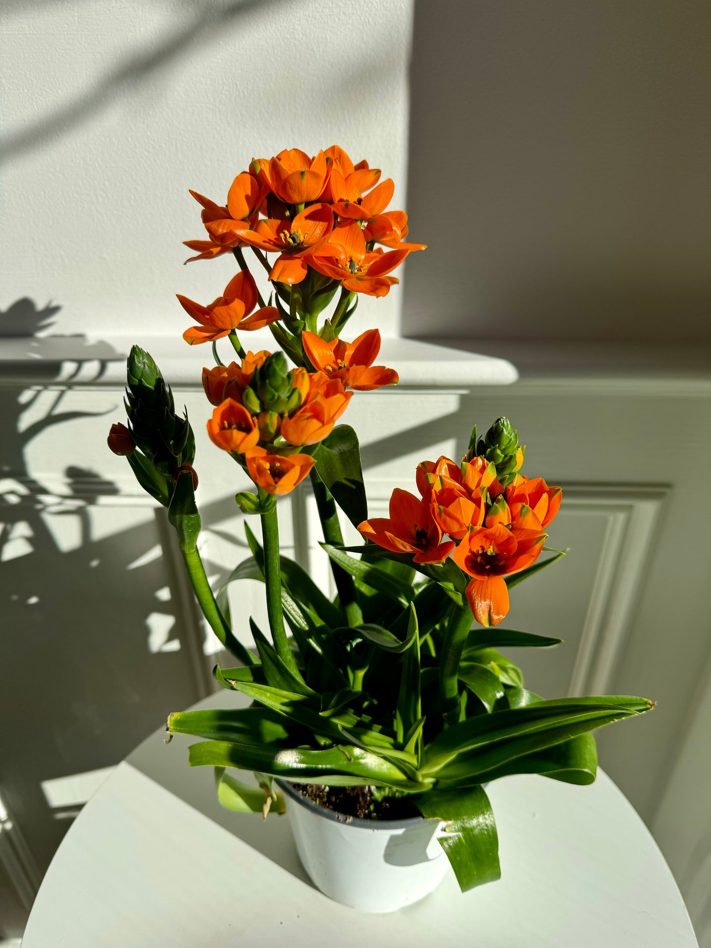 Ornithogalum