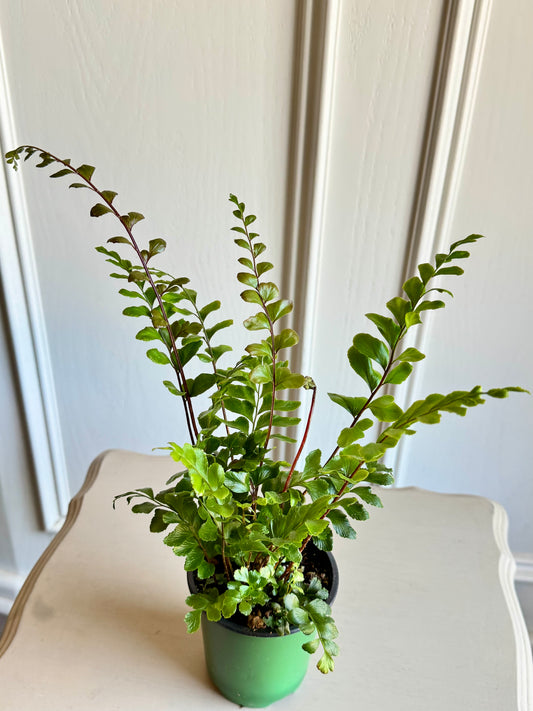 Mahogany Fern