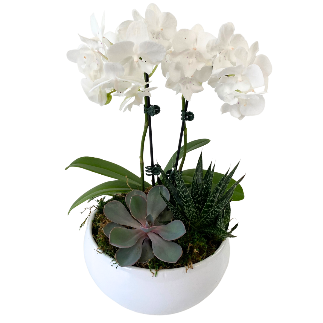 7.5" Round Orchid & Succulent Planter