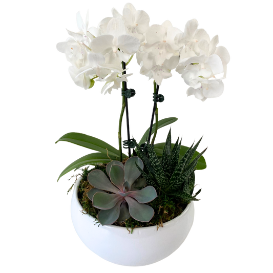 7.5" Round Orchid & Succulent Planter