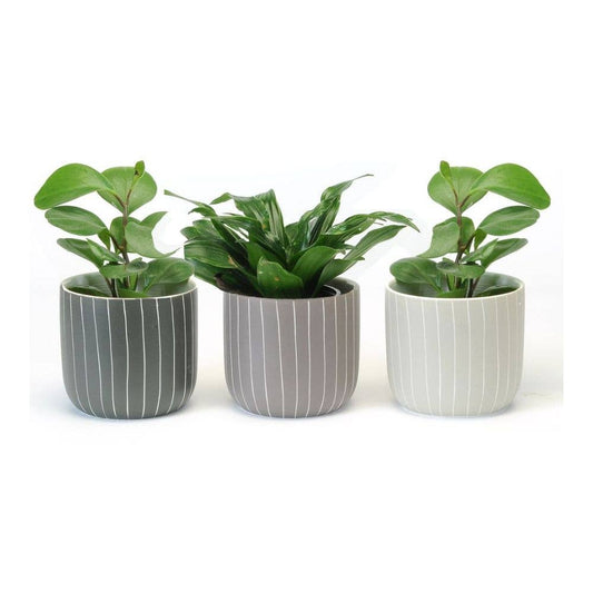 Round Pot With Vertical White Lines- 3 Assorted